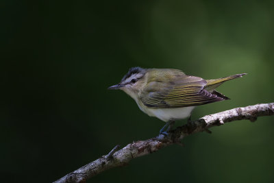 Red Eyed Vireo 19.jpg