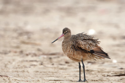 Marbled Godwit1.jpg