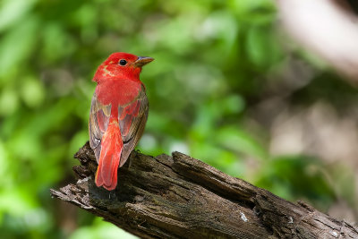 Summer Tanager6.jpg