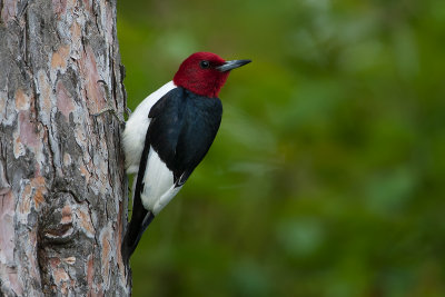 ::Red Headed Woodpecker::