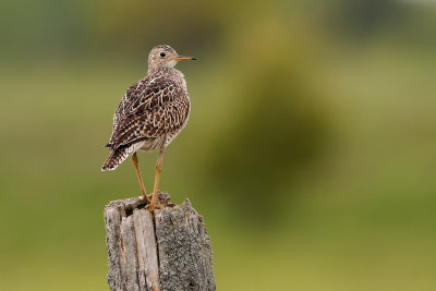 Upland Sandpiper