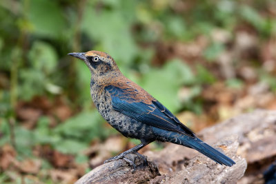  Rusty Blackbird75.jpg