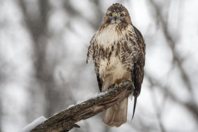  Red Tail Hawk395.jpg