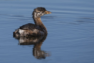  Pie-billed Grebe18.jpg