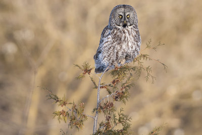 Great Gray Owl11.jpg