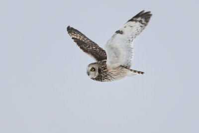 Short-eared Owl1a.jpg