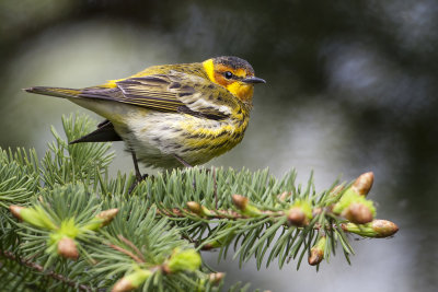 Cape May Warbler52.jpg