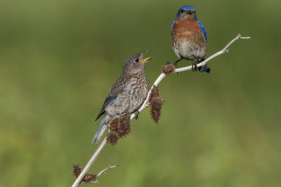 Eastern Bluebird310.jpg