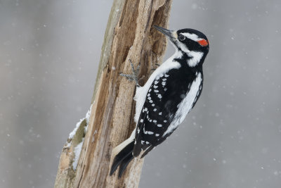 Hairy Woodpecker28.jpg