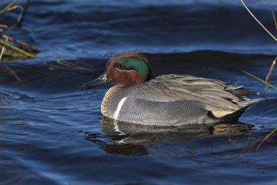 Green-winged Teal