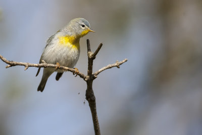 Northern Parula18.jpg