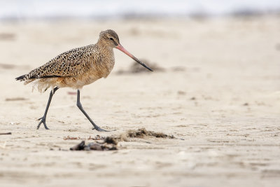 ::Marbled Godwit::