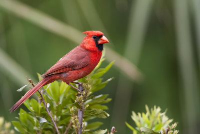 Northern Cardinal104.jpg