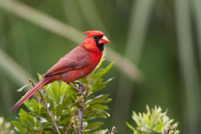 Northern Cardinal