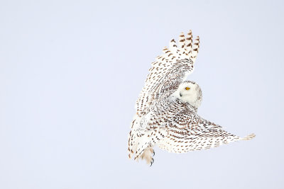 Snowy Owl440.jpg