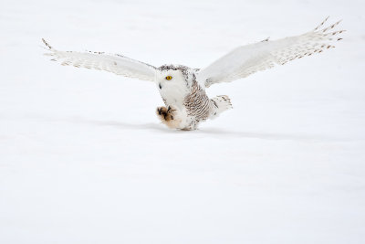 Snowy Owl158.jpg