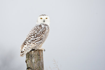 Snowy Owl310.jpg