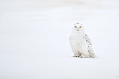 Snowy Owl517.jpg