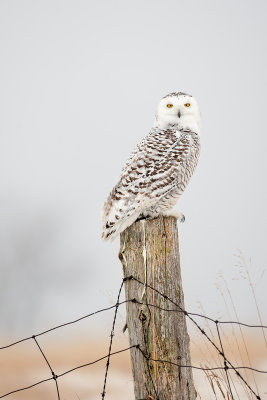 Snowy Owl343.jpg
