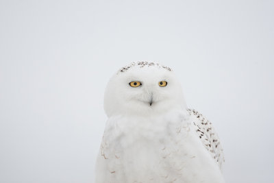 Snowy Owl570.jpg