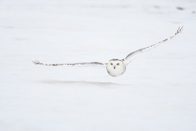 Snowy Owl145.jpg