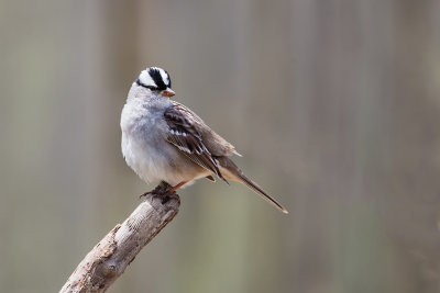::WHITE CROWNED SPARROW::