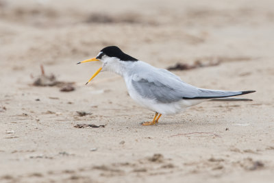 ::Least Tern::