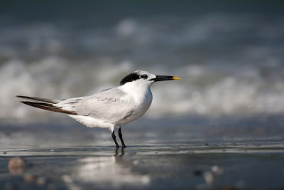 ::SANDWICH TERN::