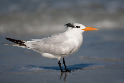 ::ROYAL TERN::