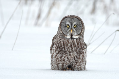 Great Gray Owl13.jpg