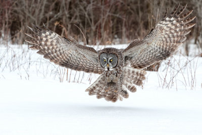  Great Gray Owl120.jpg