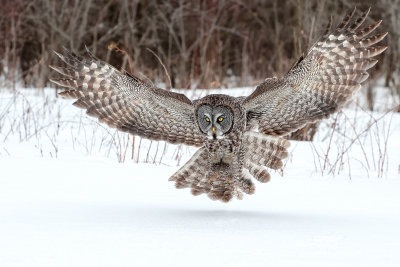 Great Gray Owls