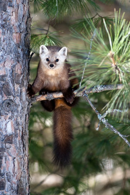 Pine Marten105.jpg