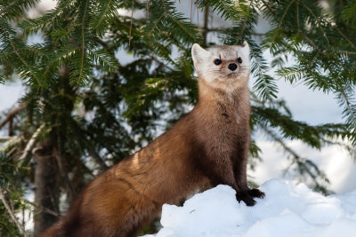 Pine Marten