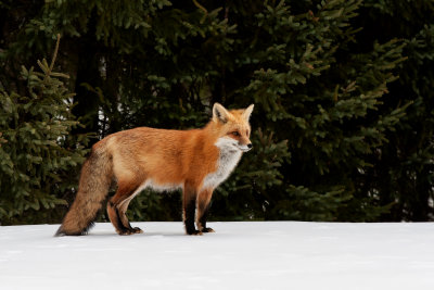 Red Fox