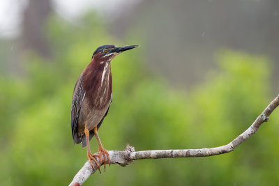 Green Heron67.jpg