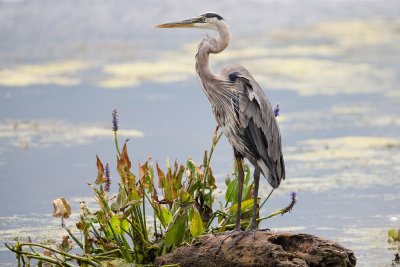 Great Blue Heron286.jpg