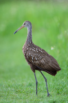 Limpkin47.jpg