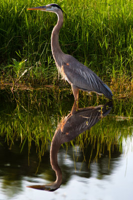 Great Blue Heron287.jpg