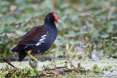 Common Gallinule 2