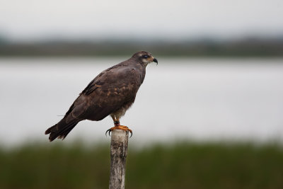 Snail Kite2.jpg