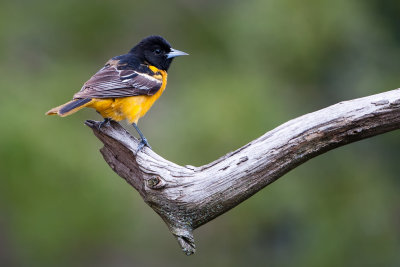 Baltimore Oriole97-2.jpg