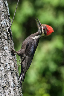 Pileated Woodpecker39.jpg