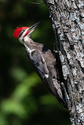 Pileated Woodpecker