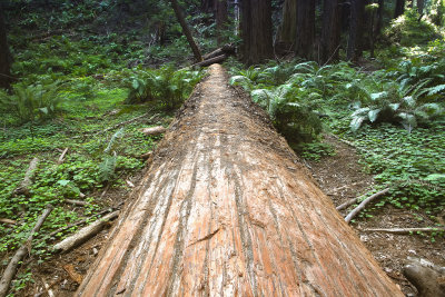 Muirwoods1.jpg