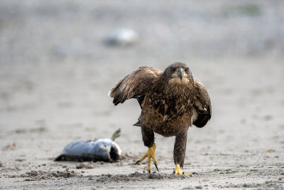 Bald Eagle