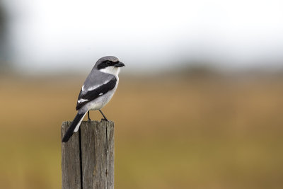 Loggerhead Shrike3a.jpg