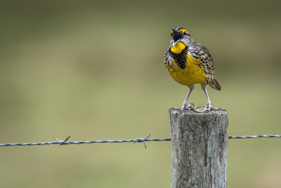 Eastern Meadowlark162.jpg