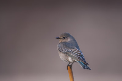 Mountain Bluebird76.jpg