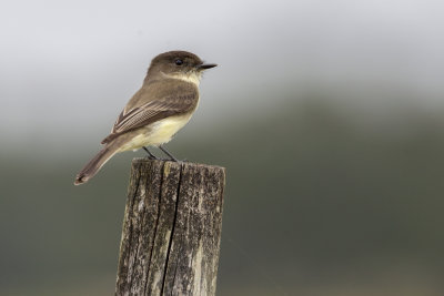 Eastern Phoebe72.jpg